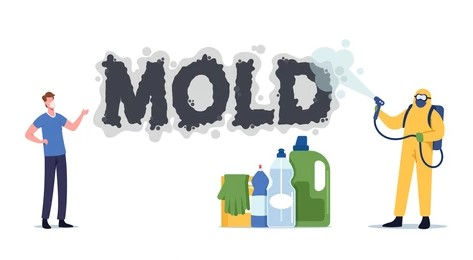 Ally 1 Disaster Solutions - Can I Remove Mold Myself, Or Do I Need Professional Help?